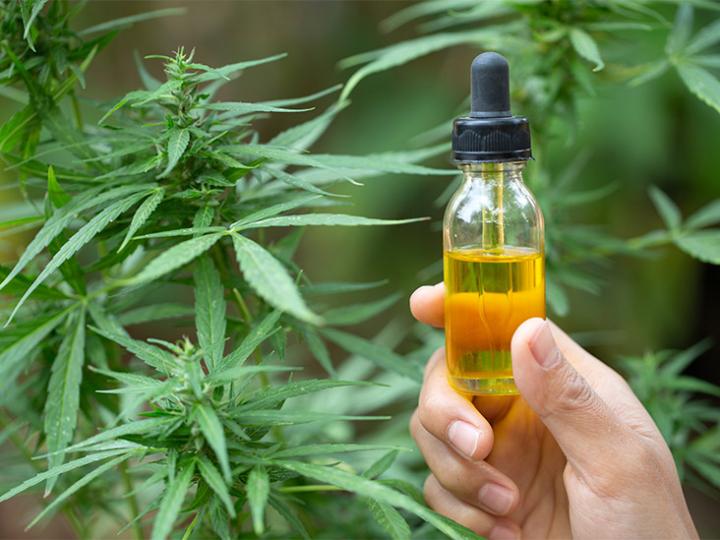 Santa Fe producirá aceite de cannabis para uso medicinal