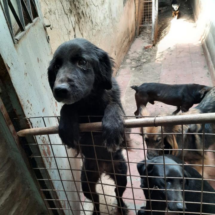 Maltrato animal: rescatan a ocho perros en Santa Fe
