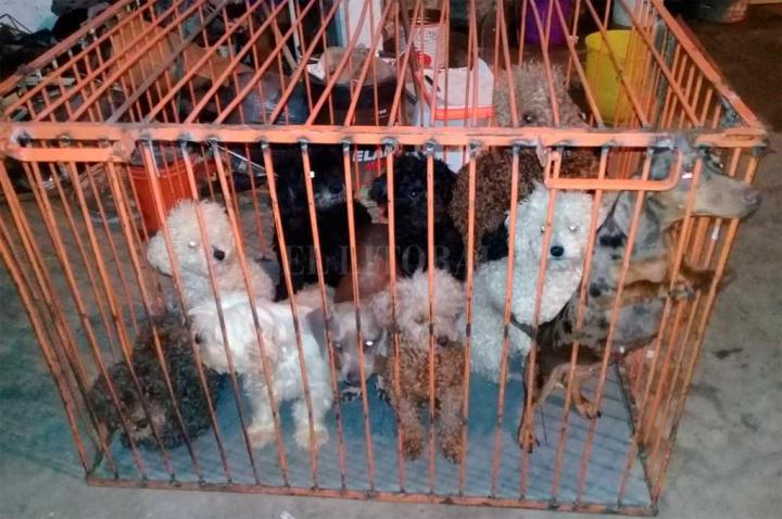 Desbaratan un criadero de perros en Santa Fe