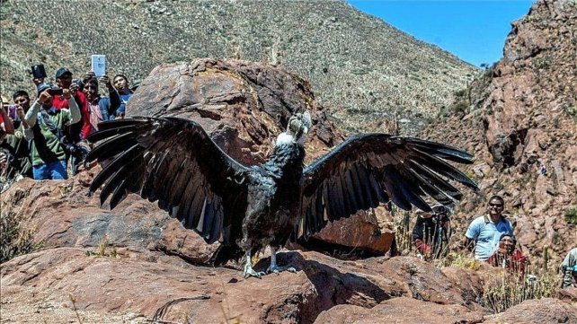 Liberan con éxito a siete crías de cóndores