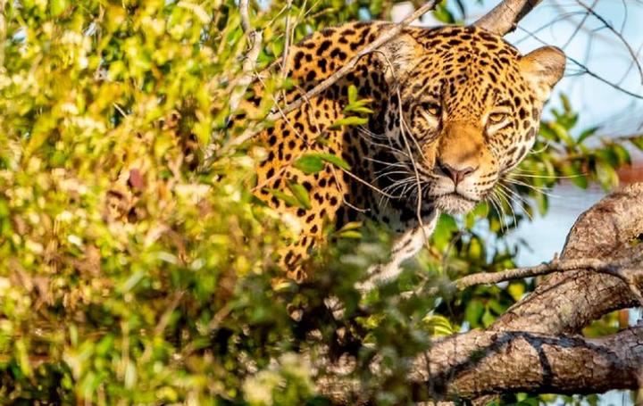 Liberaron a una yaguareté nacida en cautiverio