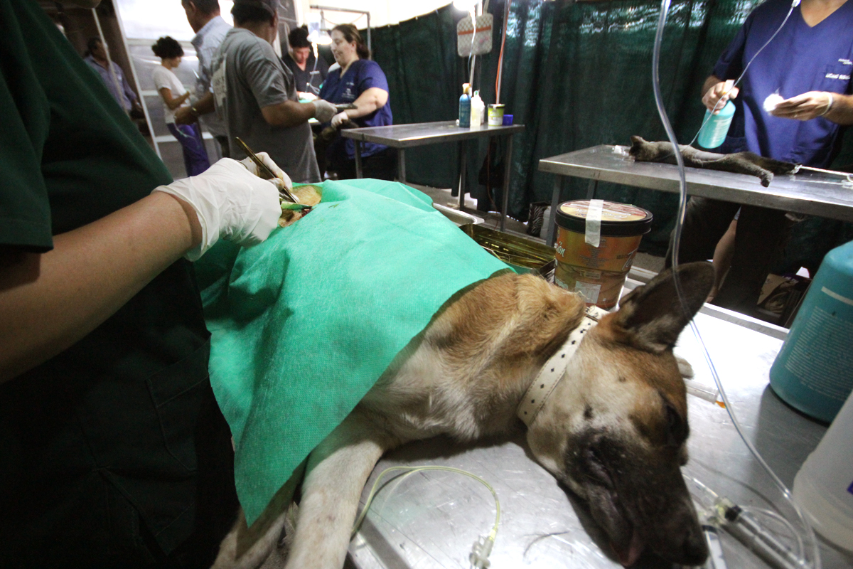 Continúa la campaña de castración y vacunación de mascotas