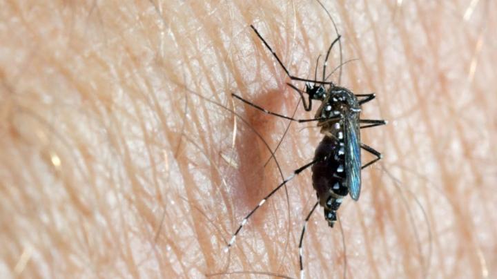 Dengue: fumigar no, descacharrar sí