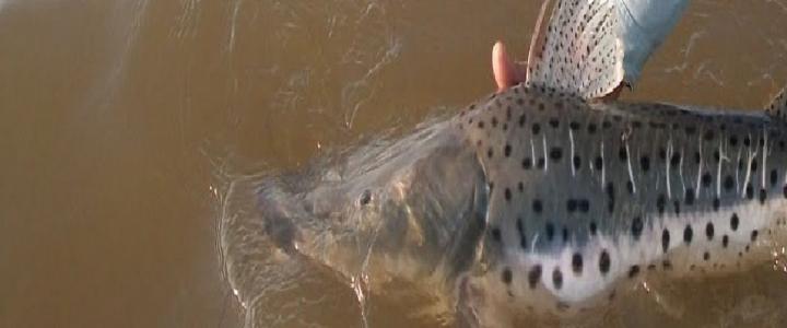 Rige la veda de pesca del surubí en Santa Fe