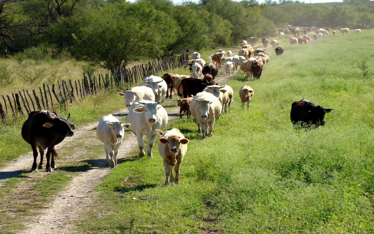 Exigirán la habilitación del Senasa para todo movimiento de ganado