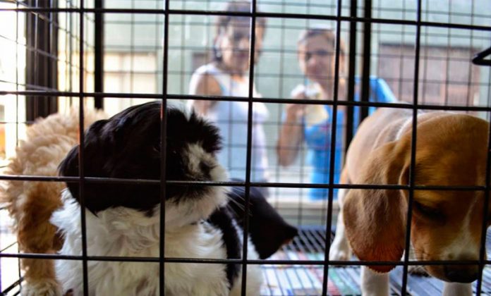 Prohíben la venta de perros y gatos en tiendas de animales 