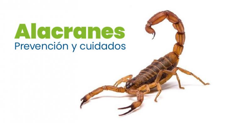 Consejos ante la aparición de alacranes