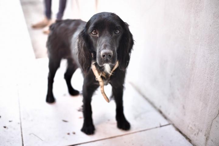 Golpe de calor en animales de compañía