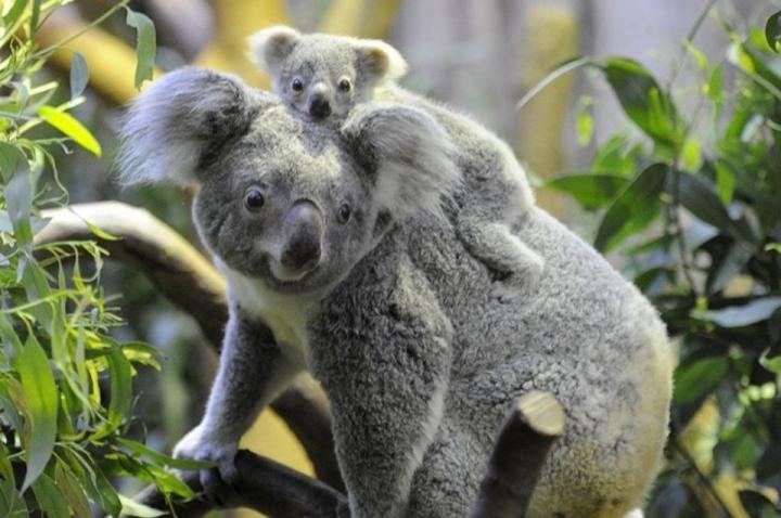 Los koalas, declarados en peligro de extinción