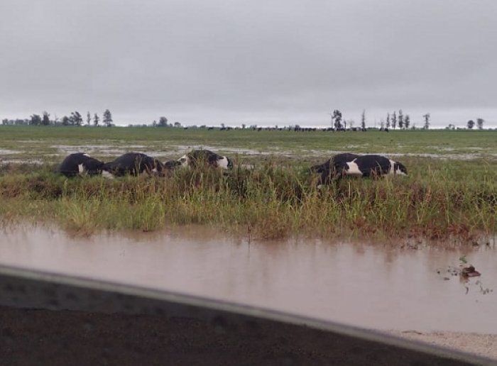 Un rayo mató 20 vacas en Morteros