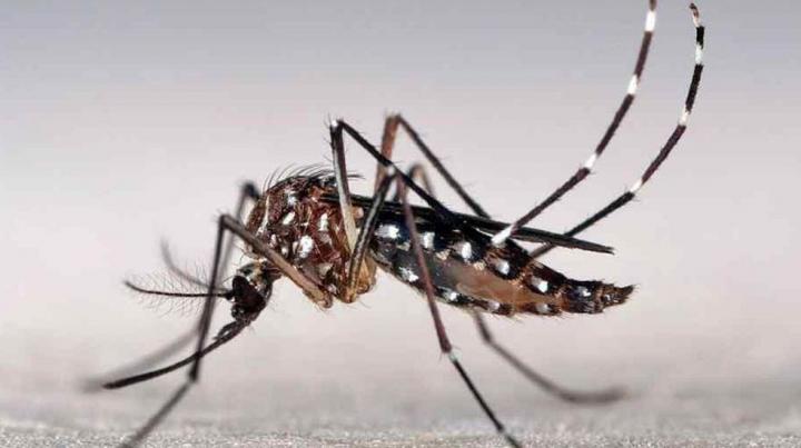 Dengue en Rafaela: 17 positivos, dos internados