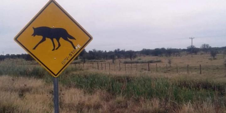 ¿Envenenan zorros, caranchos y comadrejas?