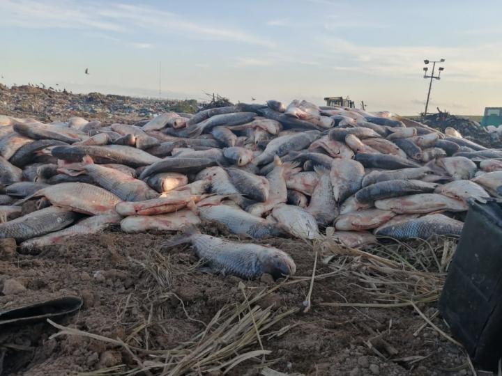 Incautan más de 3 toneladas y media de sábalos