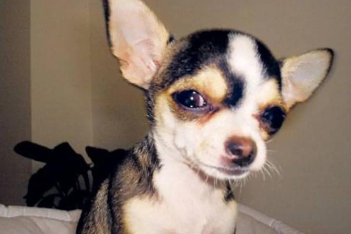 Clausuran un criadero ilegal con 123 perros chihuahuas