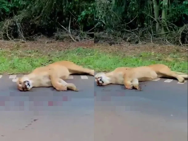Un puma murió atropellado en el Parque Nacional Iguazú 