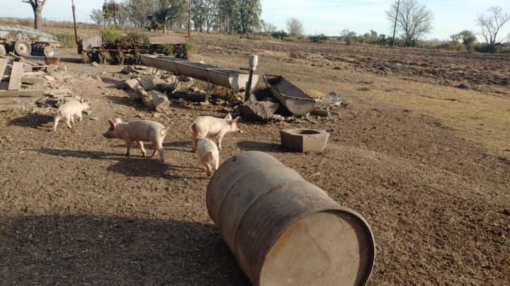 Brote de triquinosis: culpan a las carneadas caseras