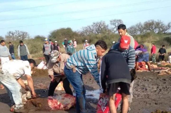 Volcó un camión con vacas y los vecinos las carnearon