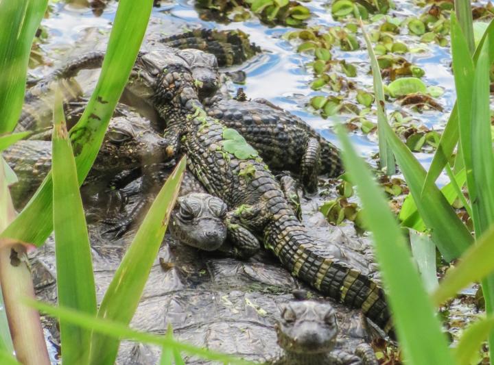 Nacieron crías de yacaré overo en la Reserva de la UNL