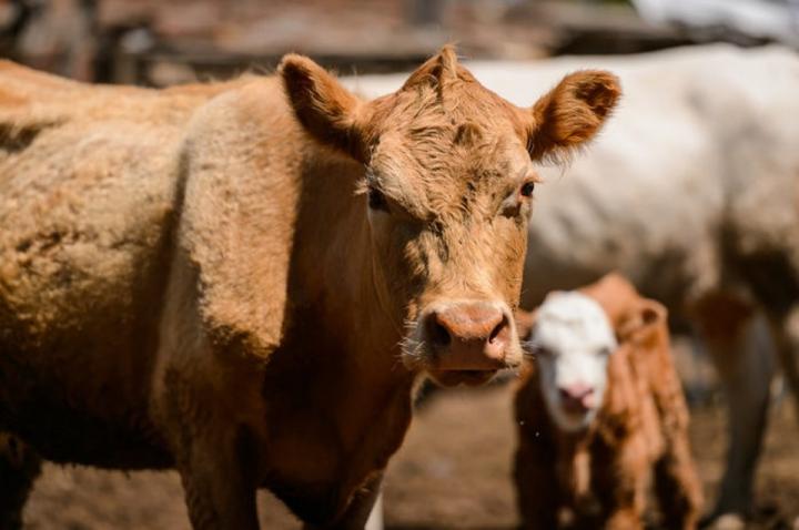 Peón rural quedó preso por robarse 10 vacas del campo donde trabajaba