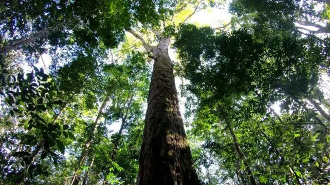 Lograron llegar al árbol más alto de la selva amazónica