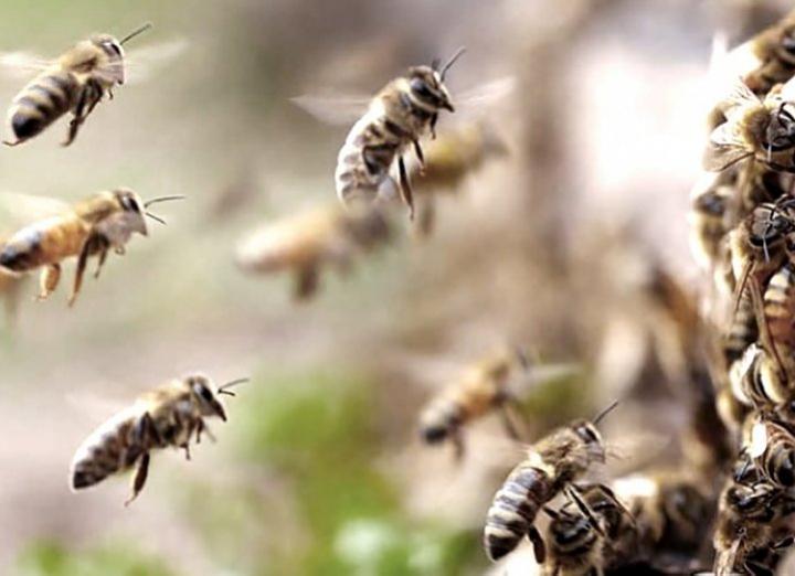 Atacados por enjambres de abejas en el cementerio