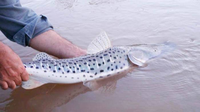 Santa Fe: ya rige la veda de pesca del surubí