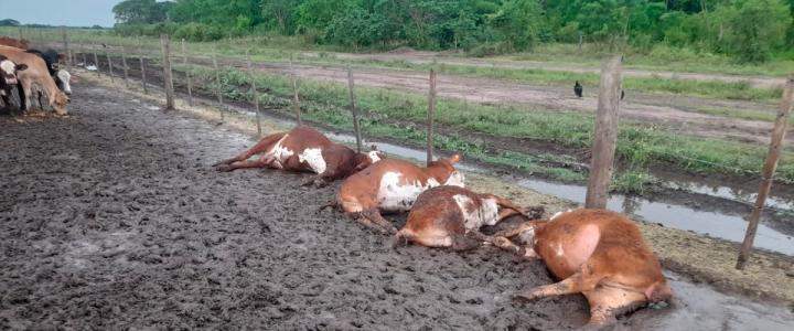 Formosa: un rayo mató a 65 terneros en un corral