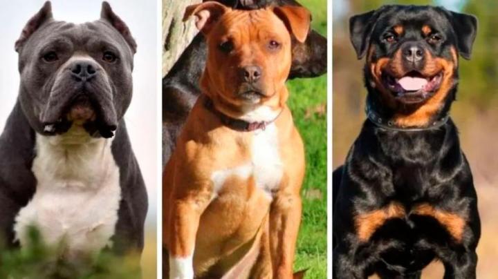 Córdoba reguló la tenencia de perros peligrosos