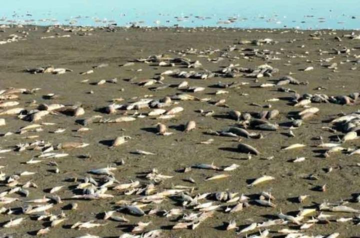 “Toneladas” de peces muertos en la laguna de Villa Cañás