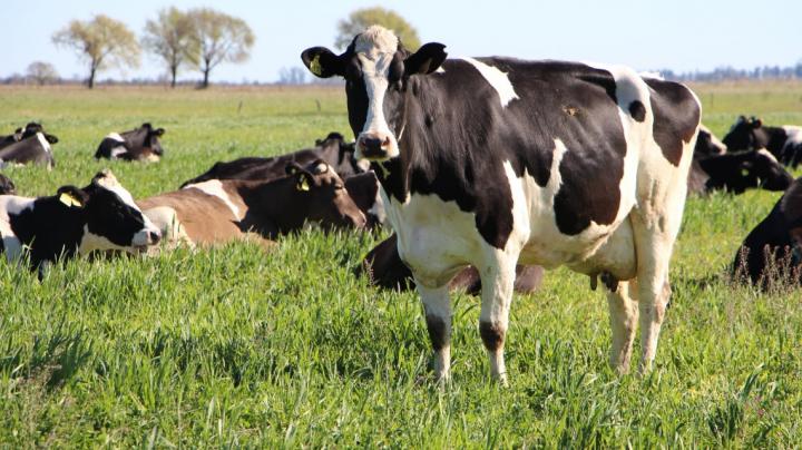 Gobernadores piden declarar a la lechería como economía regional