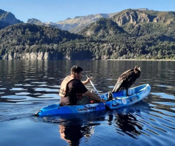 Un guía de montaña rescató un cóndor en el lago Traful