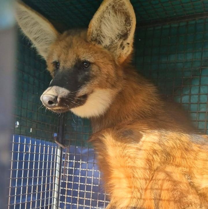 Liberaron dos aguará guazú en una reserva de Santa Fe