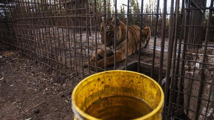 Rescataron a dos tigres de bengala en Balcarce 