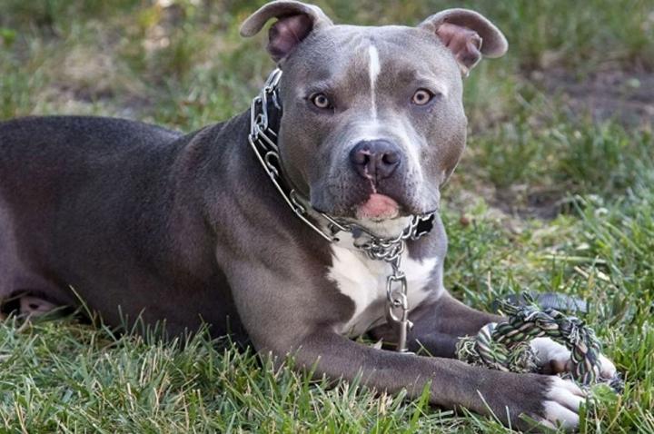 Una niña de 1 año fue agredida por un perro pitbull 