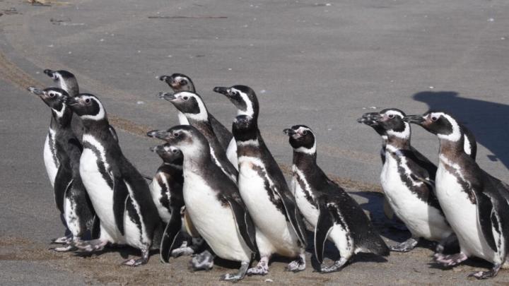 15 pingüinos regresan al mar tras ser rescatados