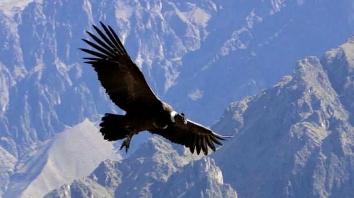 Se incrementó la población de cóndores en la Cordillera de Los Andes
