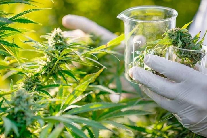 Santa Fe puso en marcha los consultorios de cannabis medicinal