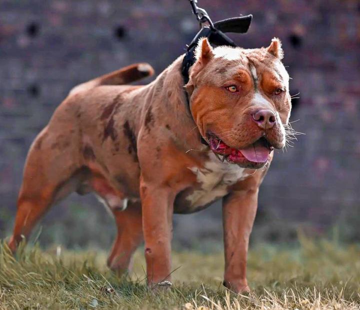 No más perros American Bully XL en Reino Unido