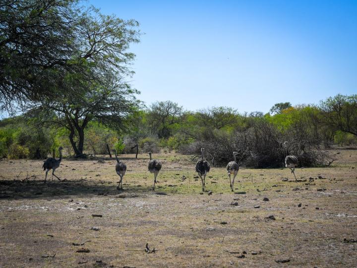 Liberaron a seis ñandúes en una zona rural de Santa Fe