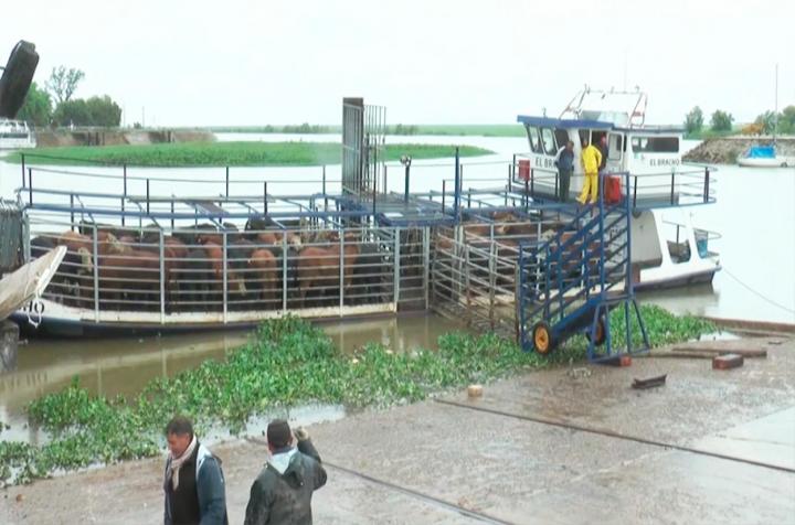 Ya se retiraron 17.000 cabezas de ganado de las islas de Victoria
