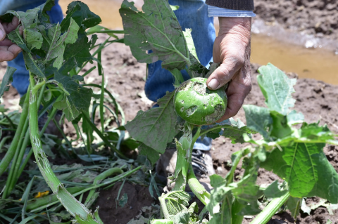 Quinteros de Santa Fe hablan de “pérdidas totales”