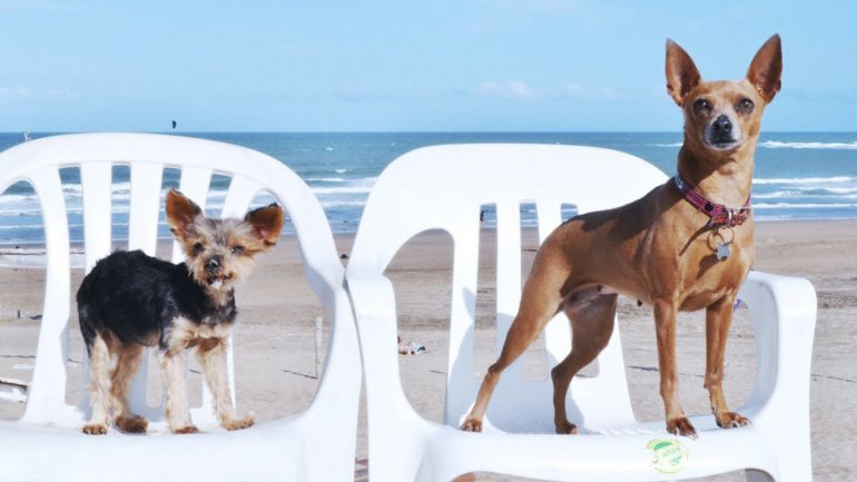 Cómo es el primer balneario para perros de Argentina