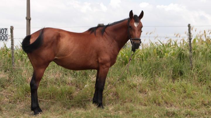 Encefalitis en equinos: la provincia brindó recomendaciones