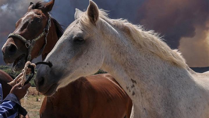 Encefalomielitis equina: el Senasa declaró la emergencia sanitaria