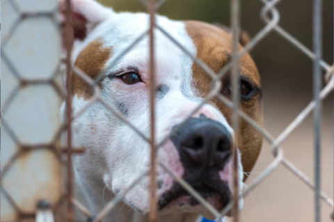 Un perro pitbull mordió a dos hermanos