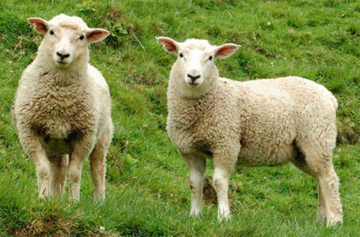 Para el 31: robaron 10 corderos en un campo de Córdoba