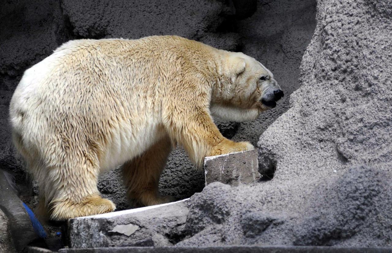 Se murió el oso Arturo