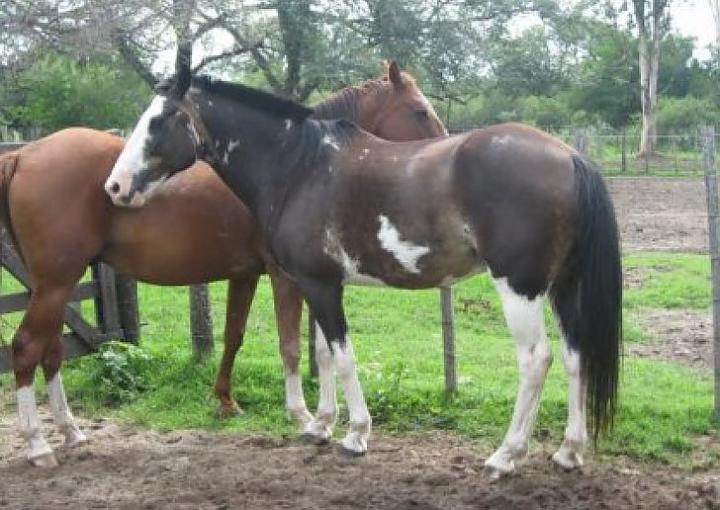 Encefalitis equina: confirman una persona muerta en Santa Fe