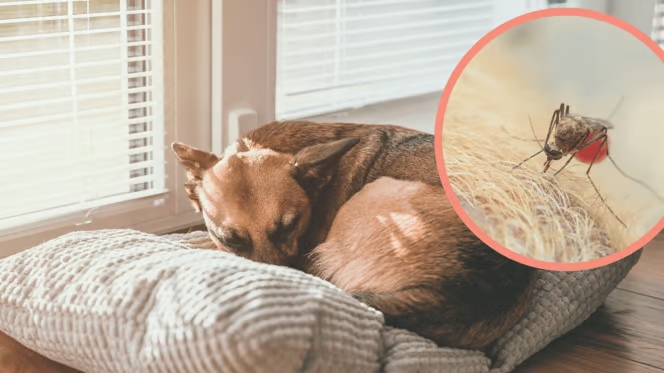 Dengue: ¿puede afectar a los perros?