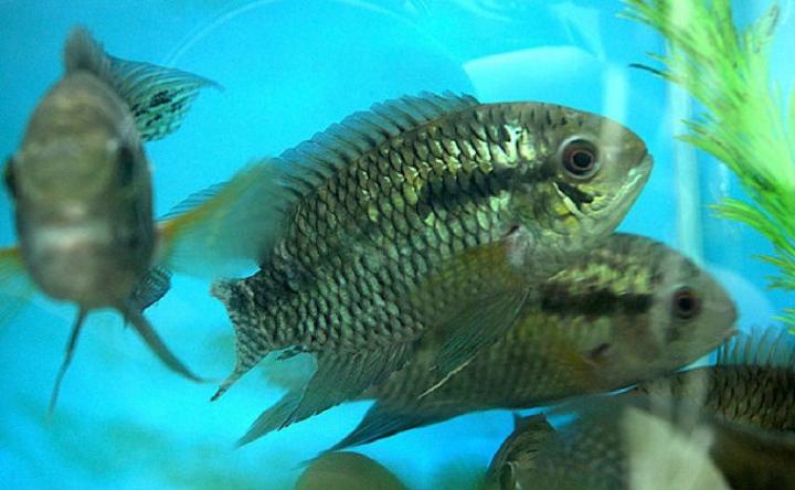 Cultivan peces y camarones de río para combatir a los mosquitos 